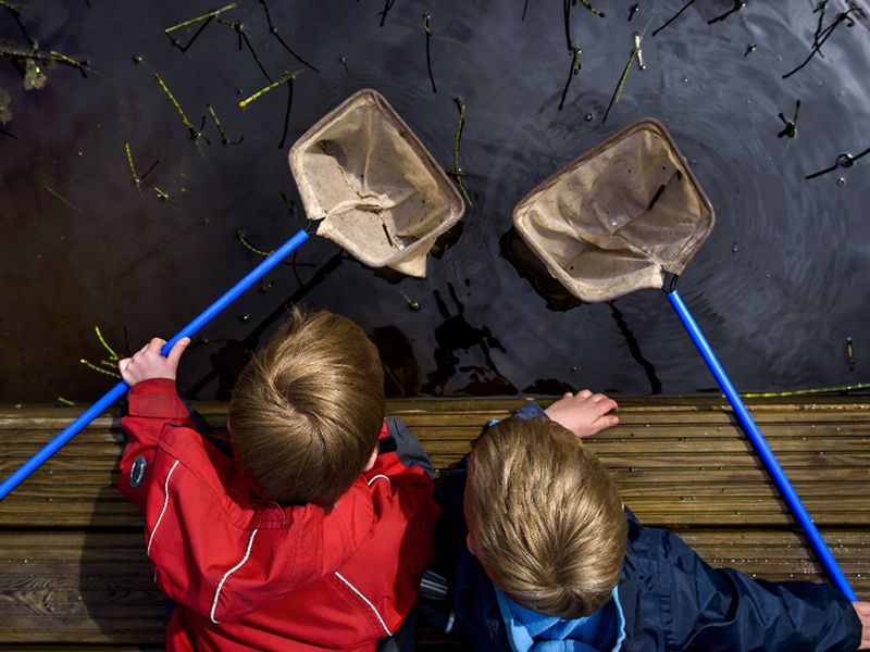 Pond Dipping at RSPB Scotland Loch Lomond