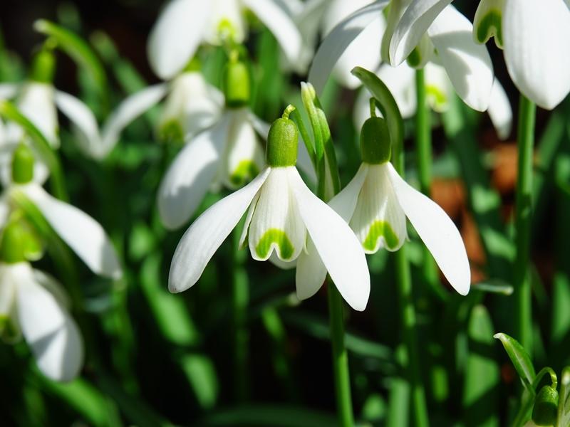 Castlemilk Park Snowdrop Walk