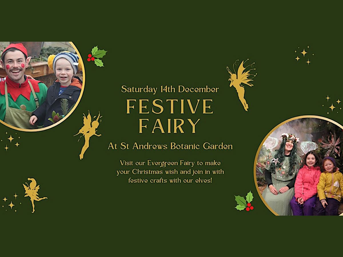 Festive Fairy