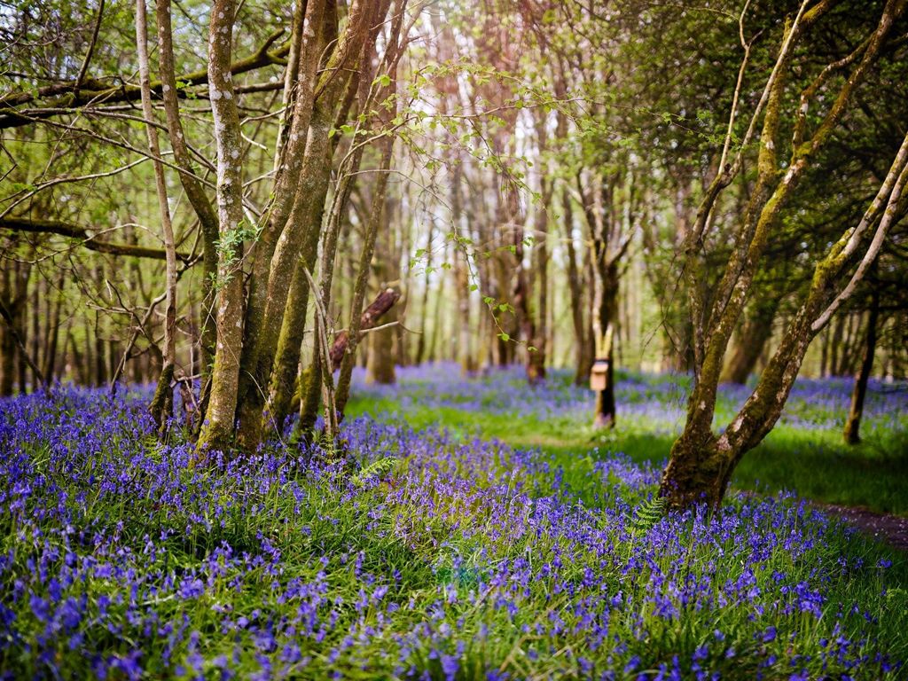 Sensory Bluebell Walk