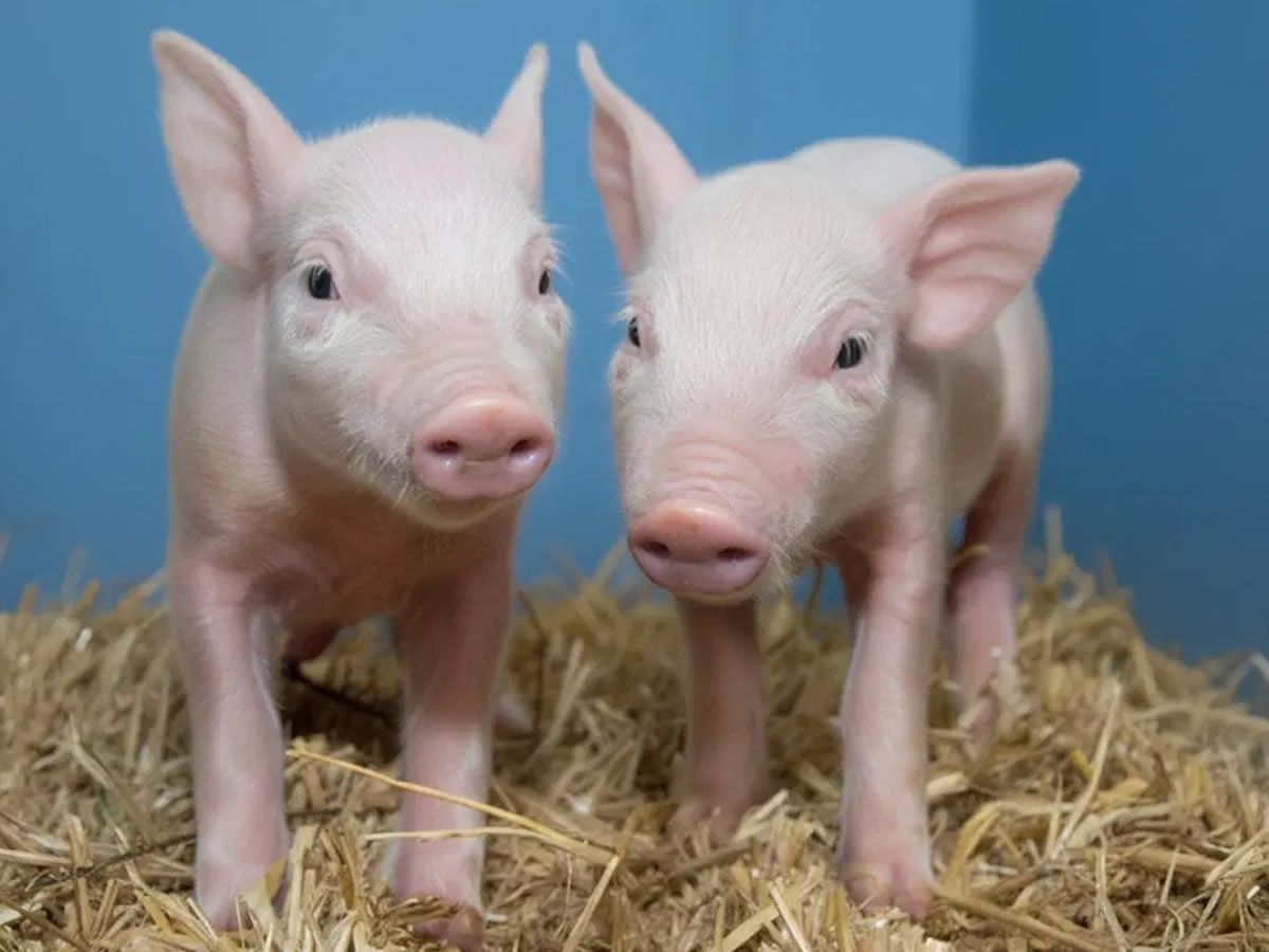 The Future of Livestock Farming