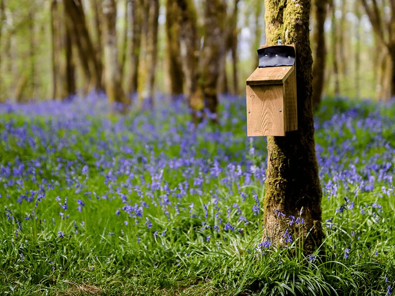 Wildlife Wanders at RSPB Scotland Loch Lomond