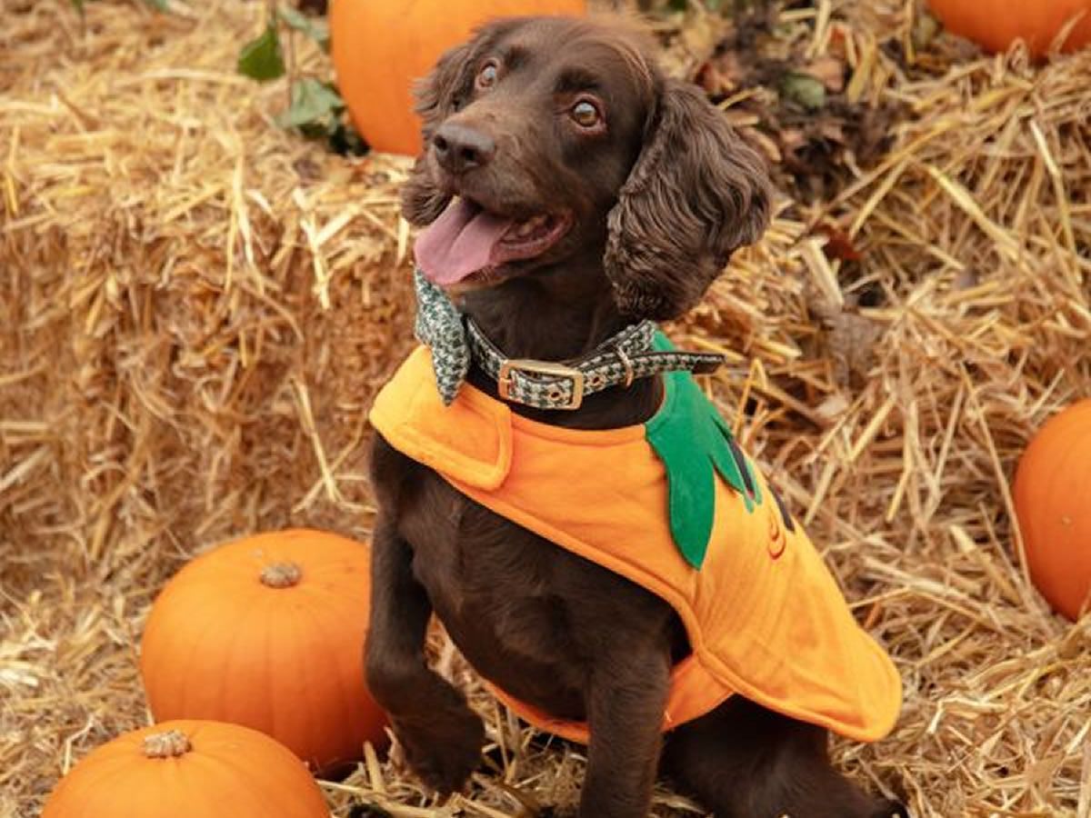Pup-kin Patch at Dobbies Livingston