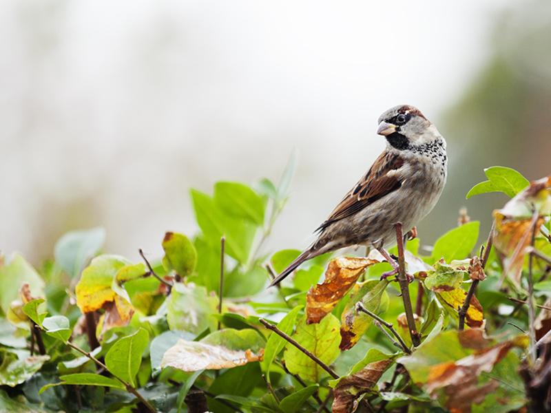 Dobbies teams up with the RSPB for latest podcast episode