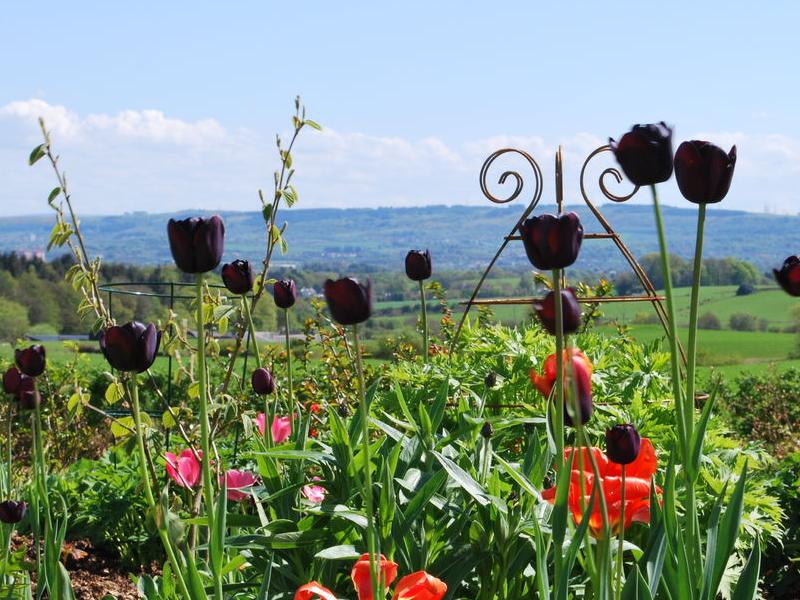 Scotland’s Gardens Scheme Open Garden: Wraes