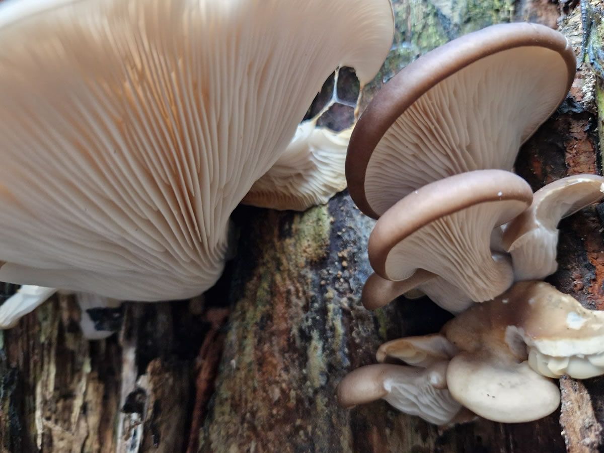 EATS Rosyth hosts: ‘The transformative power of mushrooms’ by Rhyze