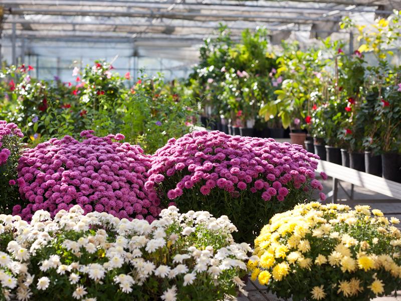 Flowers Of Scotland Garden Centre