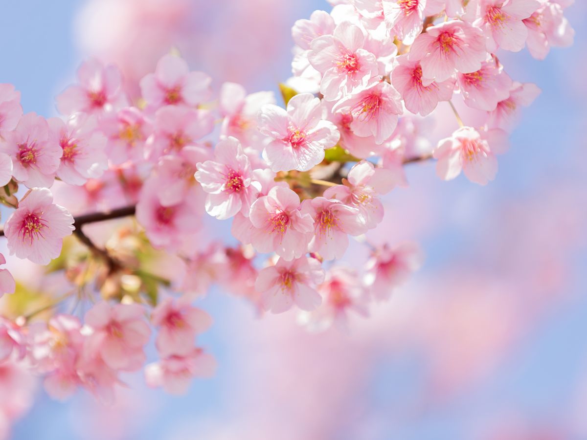 Japan Sakura at Lauriston Castle