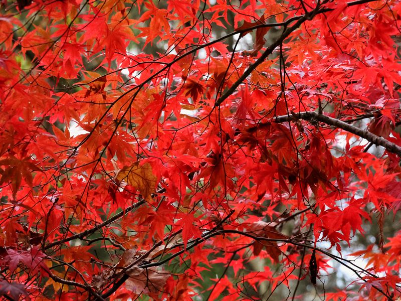 Autumn Wreath Workshop