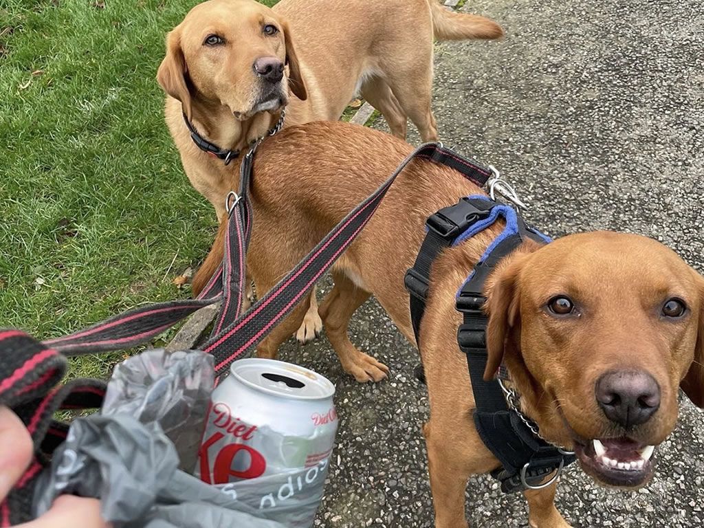 High Five as Paws on Plastic hits Five