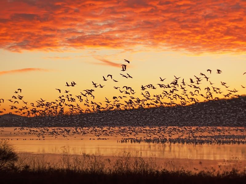 Sunrise Goose Walk at RSPB Scotland Loch Lomond