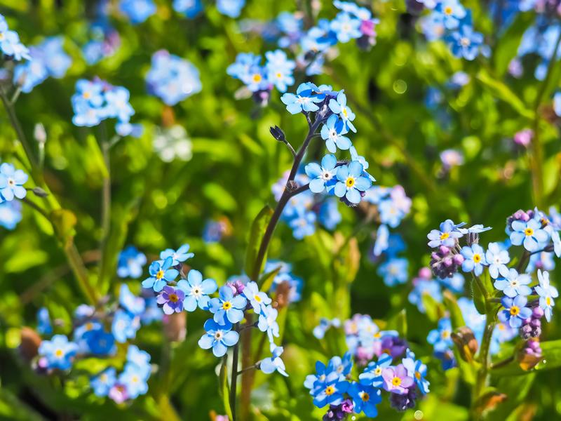 Volunteer Action Day: Wildflower Meadow