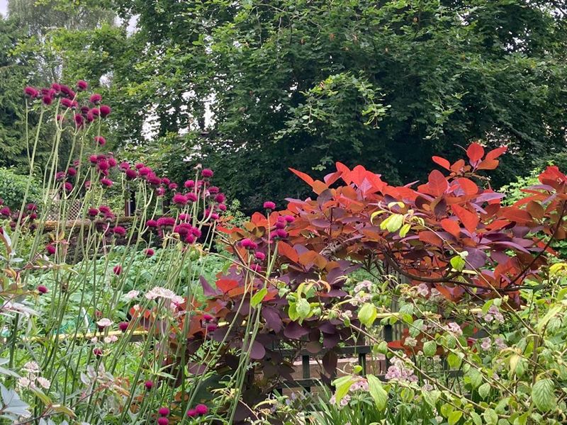 Scotland’s Gardens Scheme Open Garden: Biggar Open Gardens