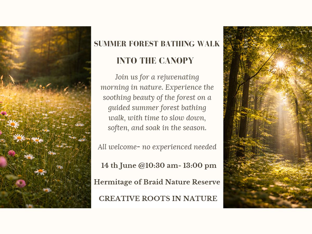Summer Forest Bathing Walk: Into the Canopy