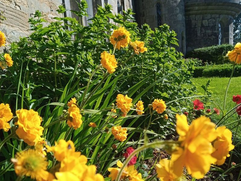 Scotland’s Gardens Scheme Open Garden: Kincardine’s Gardens - Great and Small