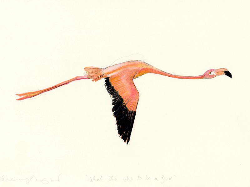 What it’s Like to be a Bird