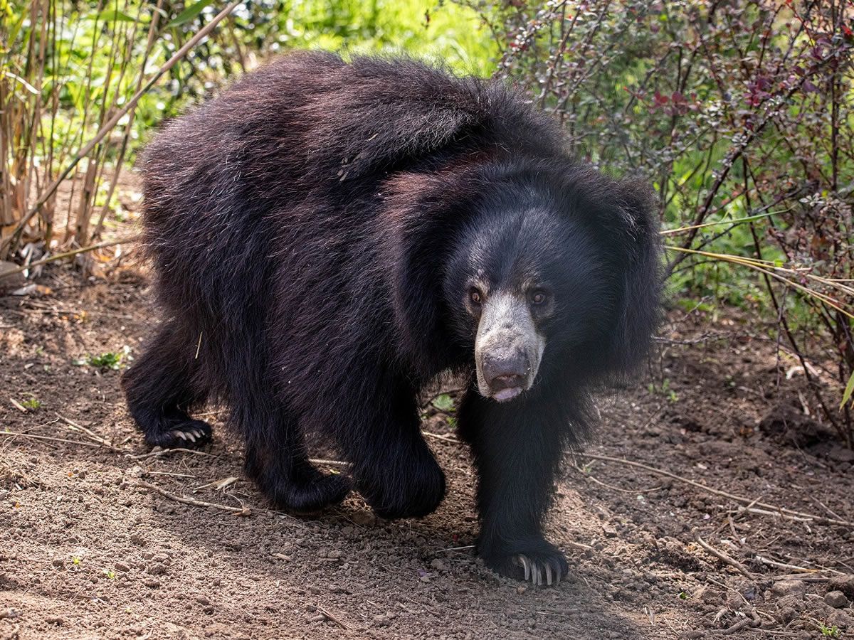 Edinburgh Zoo welcomes only sloth bear in Scotland