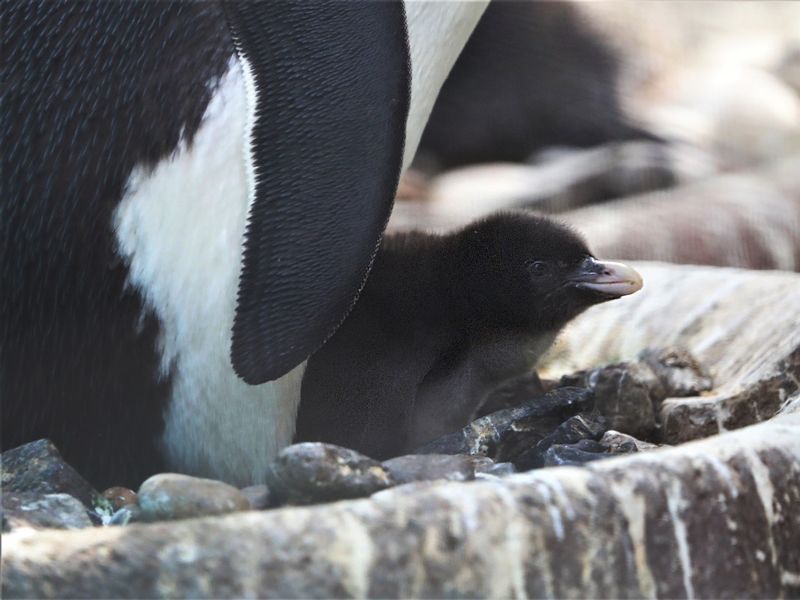 Endangered penguin chick hatches at Edinburgh Zoo