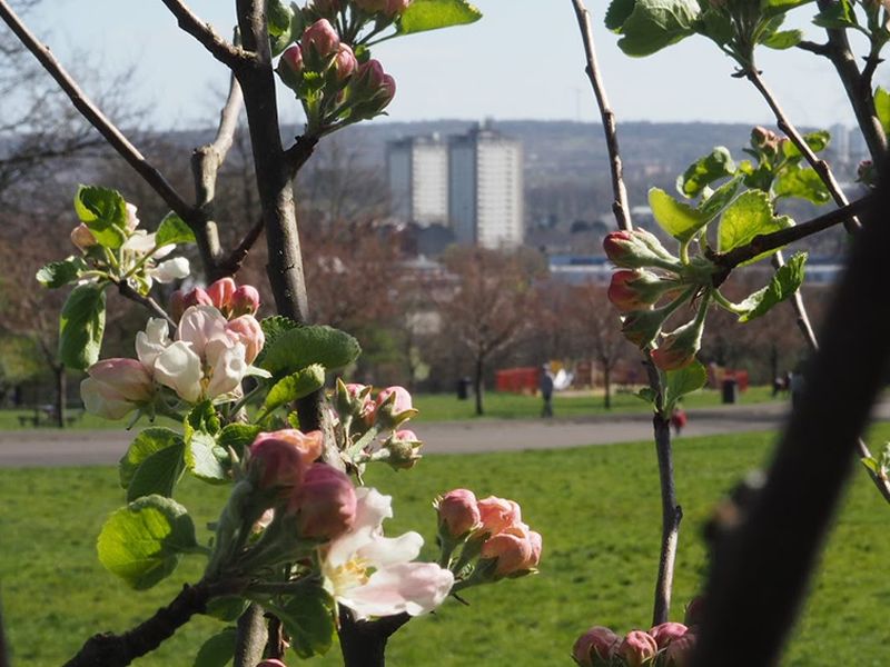 Currie Community Orchard Planting Morning