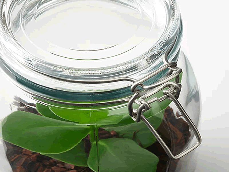 Terrarium Making Workshop