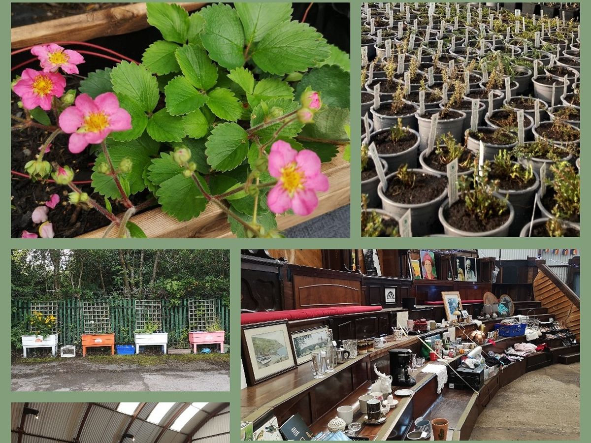 Planting Session & Second-hand Market