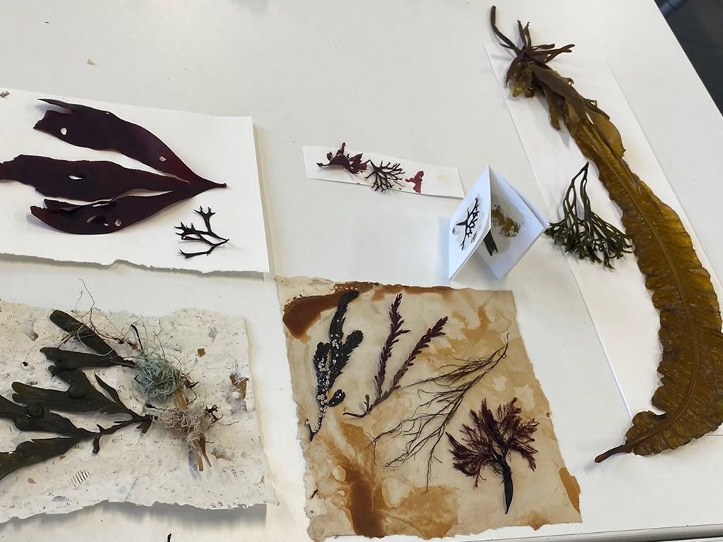 Love Seaweed - Craft Workshop, Newburgh