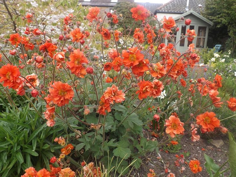 Scotland’s Gardens Scheme Open Garden: Boarhills Village Gardens