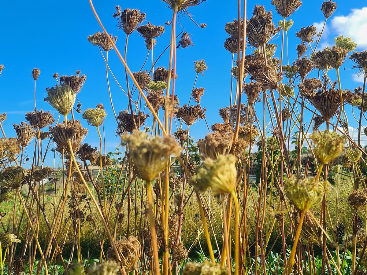 Introduction to Seed Saving (one-day workshop)