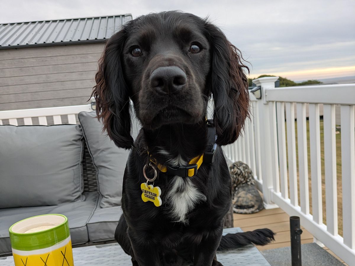 Young people at HMP & YOI Polmont crown top dog in Stirling