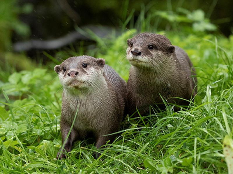 Edinburgh Zoo welcomes curious new otter pair