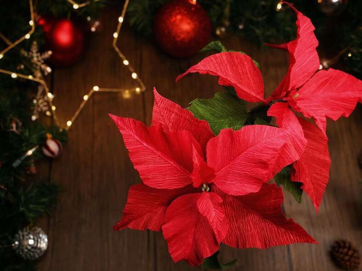 Paper Flower Making: Poinsettia