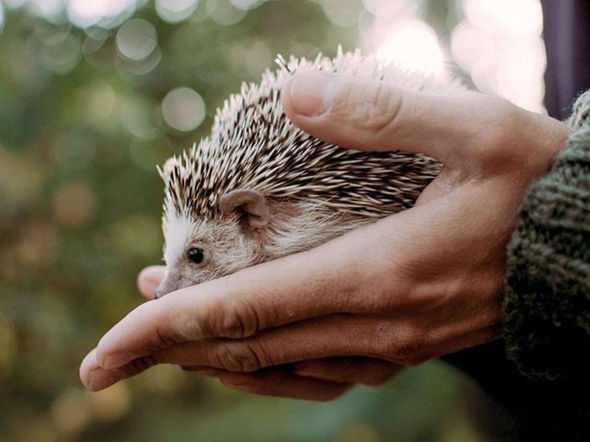 David and the Hedgehog; Readings and Discussions
