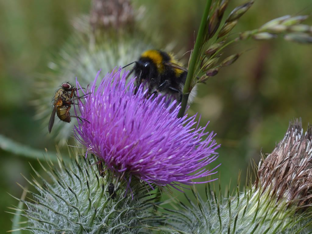 (Nearly) Full Moon Herb Walk & Tea Tasting