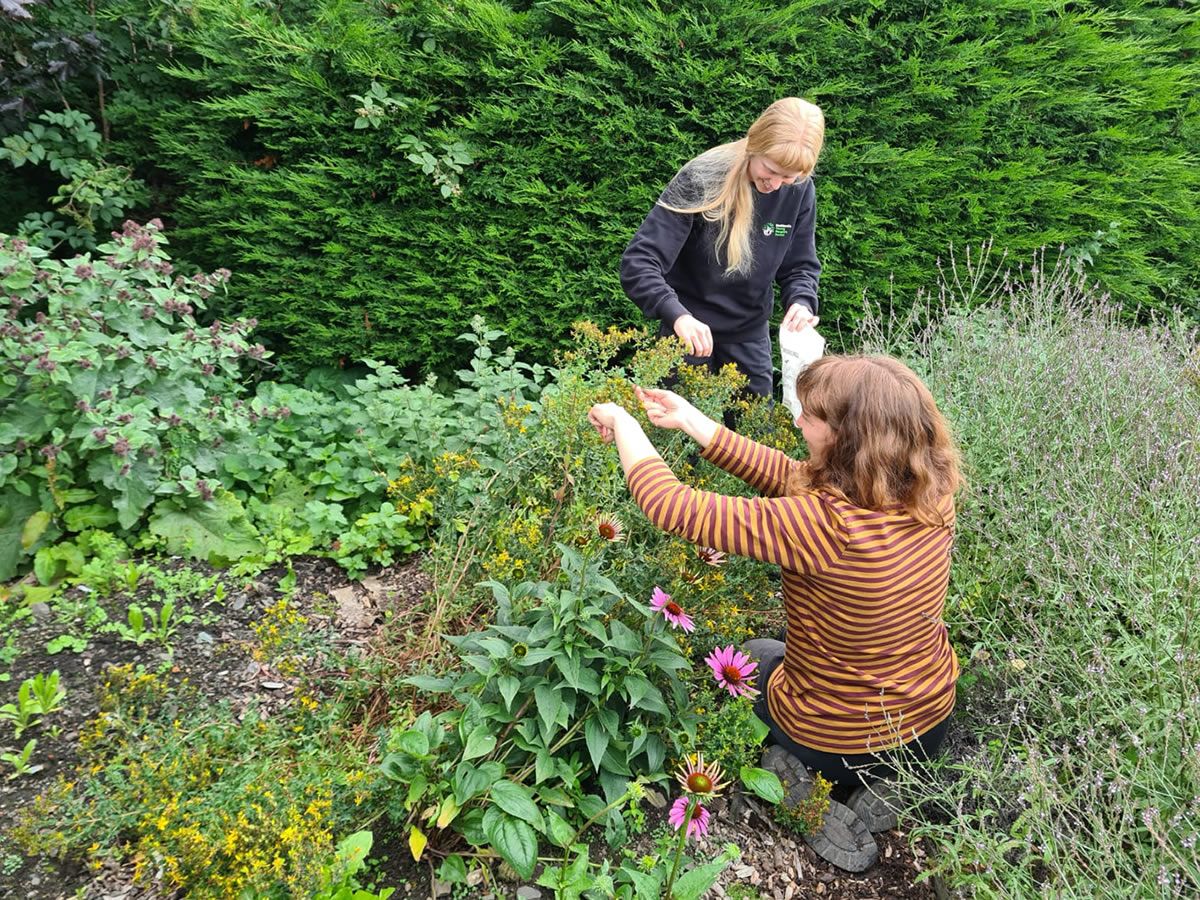 Herb Farm Volunteer Session