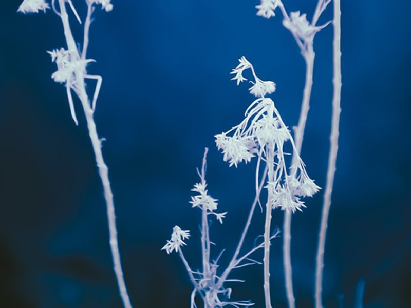 Blue: International Photography Exhibition