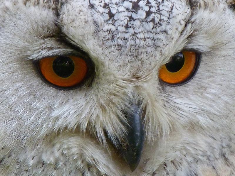 Loch Lomond Bird of Prey Centre - Loch Lomond