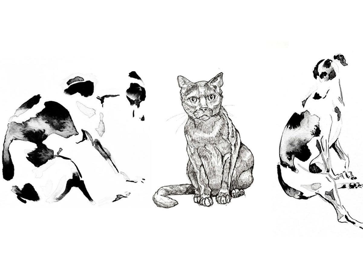 Learn to Draw Your Pet