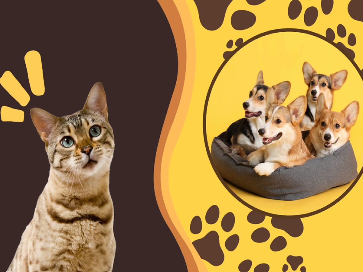 HelloArt Pet-Inspired Market