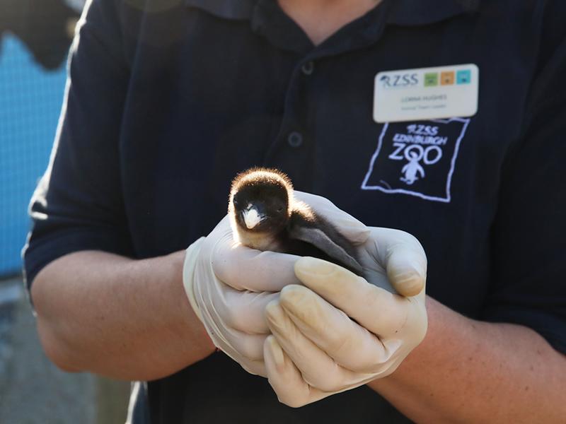 Edinburgh Zoo celebrates World Penguin Day as Endangered penguin chick hatches 