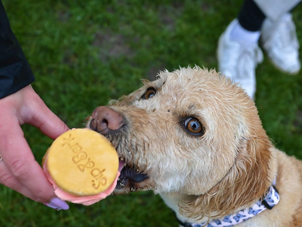 Dog Friendly Brunch Spot Set to Open its Doors in Edinburgh