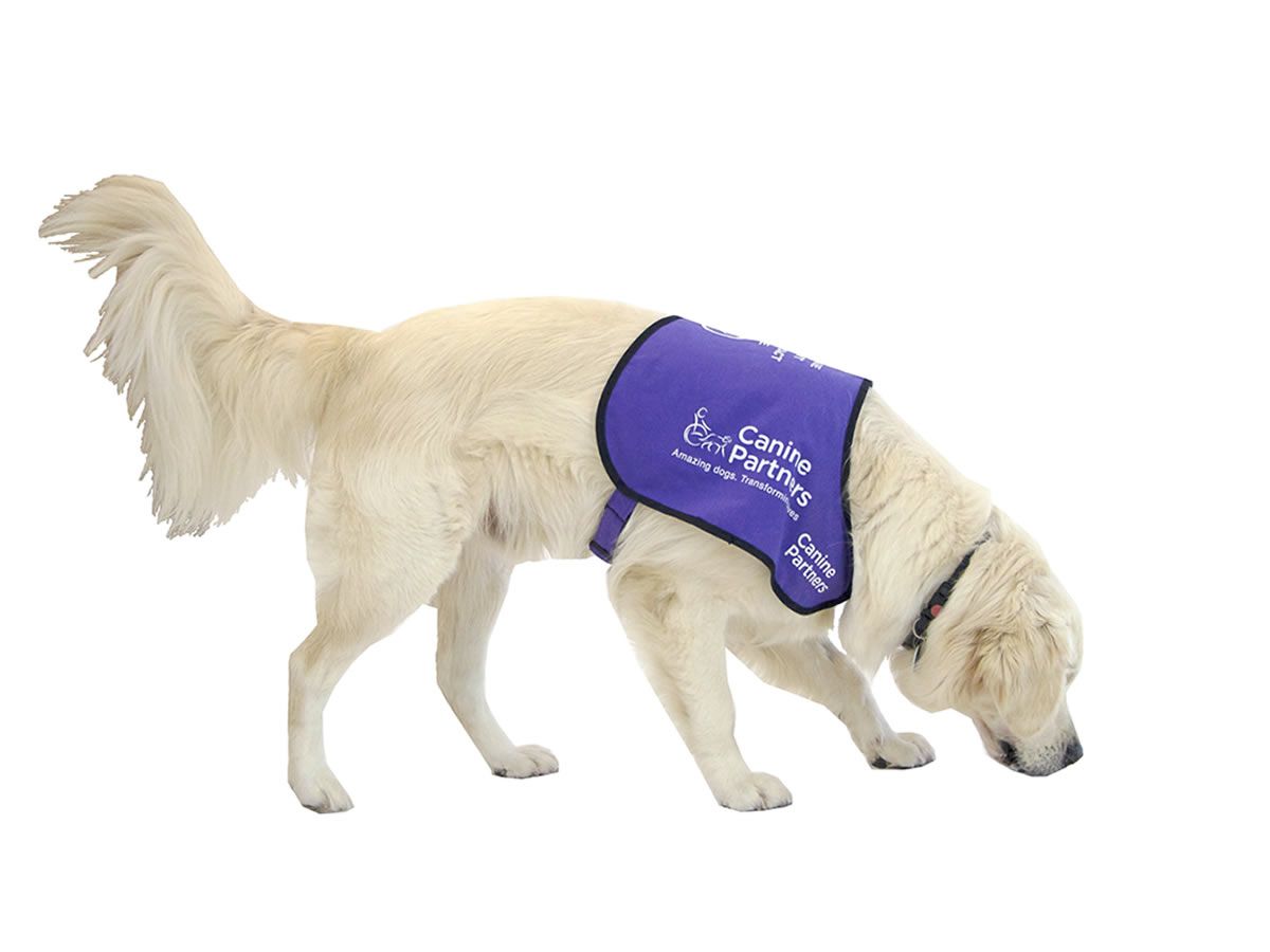Meet Canine Partners