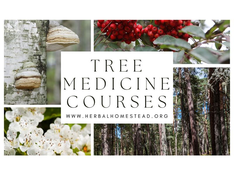 Tree Medicine Across the Seasons - Winter with Scot’s Pine