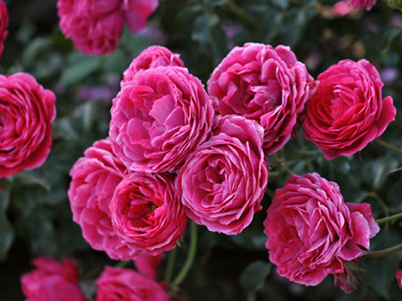 Dobbies launch culinary Roses collection