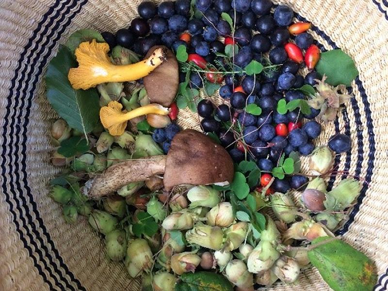 New Foraging Festival encourages people to explore Scotland