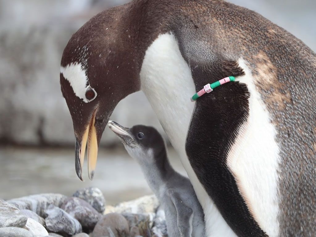 Penguins Love Pebbles