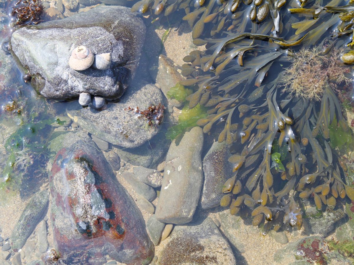 Intertidal Bioblitz - Rockpooling