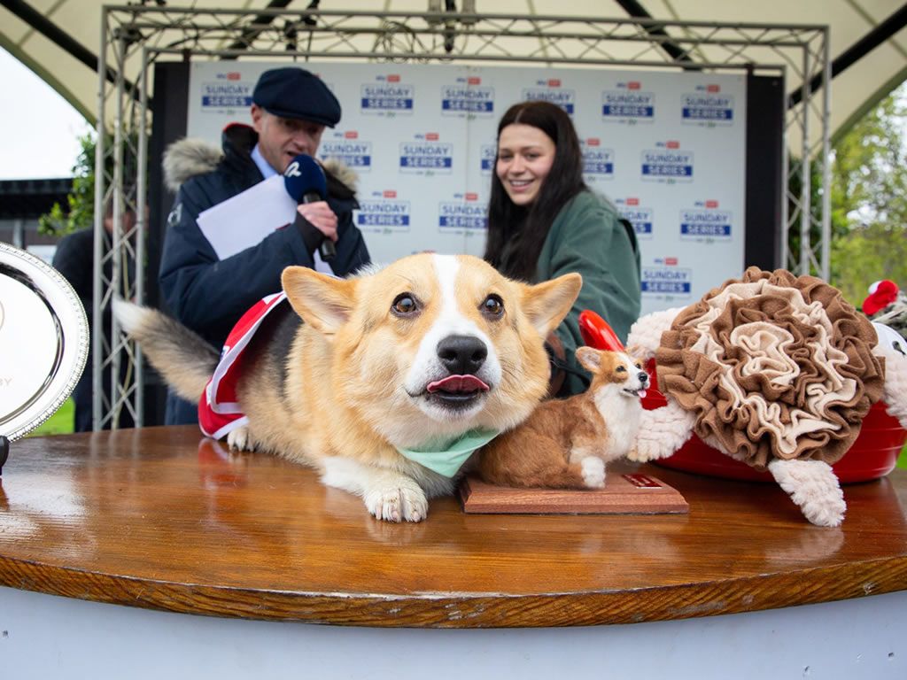 Racegoers go corgi crazy at Musselburgh Racecourse