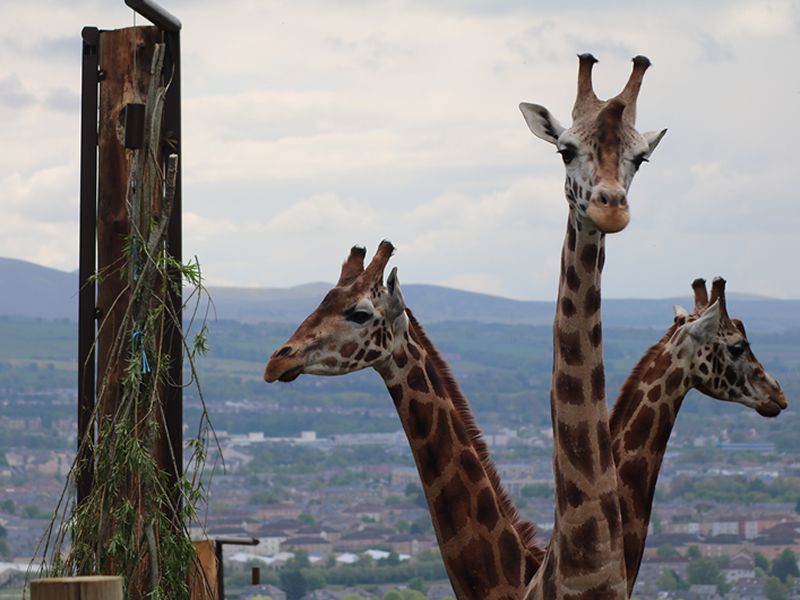 Summer events return to Edinburgh Zoo