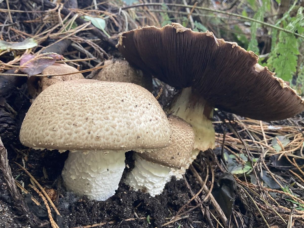 Silverburn Foraging Weekend - Mushrooms and Woodlands