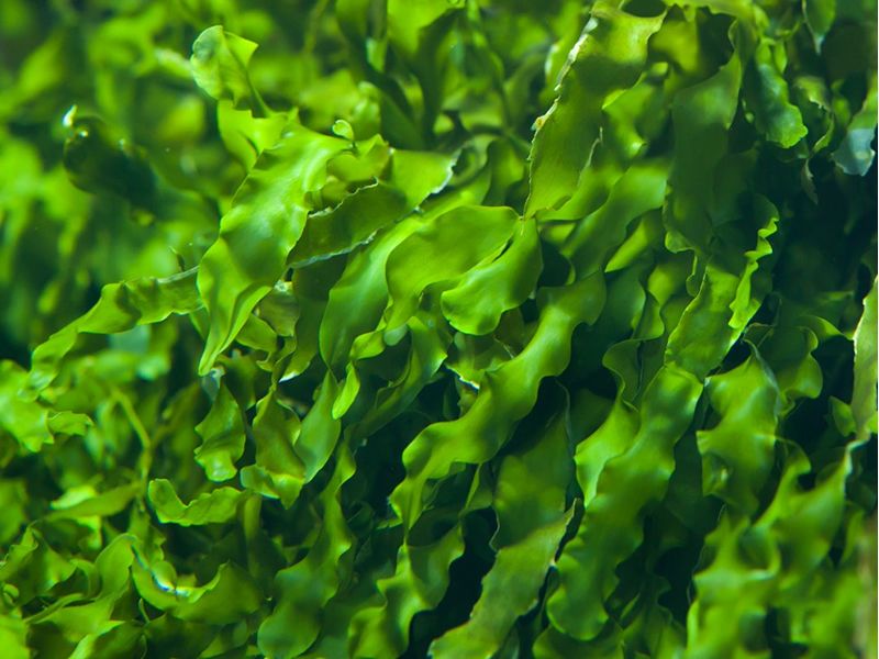 Coastal Seaweed Foraging - Online
